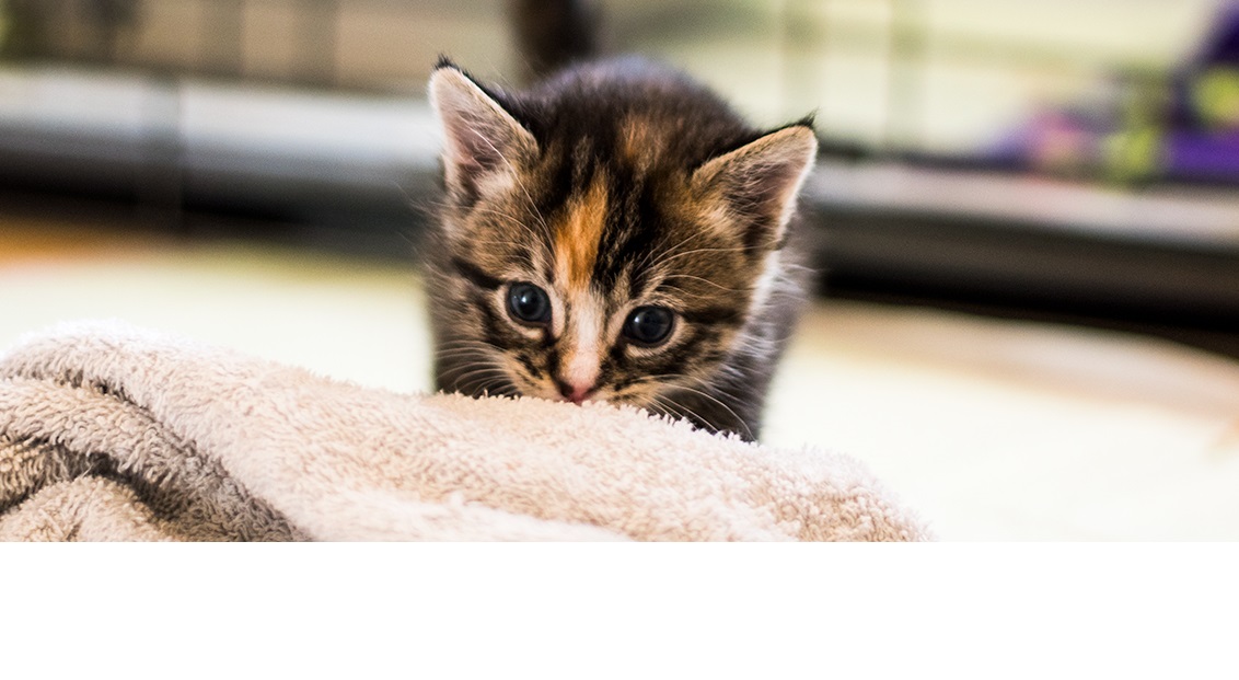 Puppy & Kitten Packages Northwest Veterinary Clinic